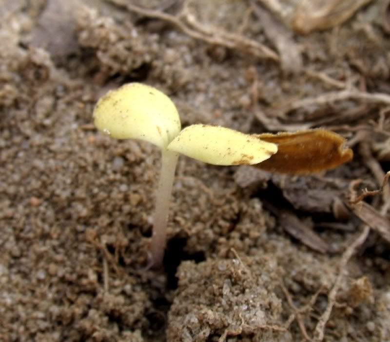 Yellow cotyledon seedling